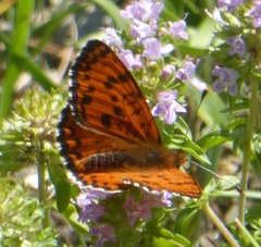 Melitaea interrupta