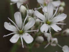 Gypsophila fastigiata