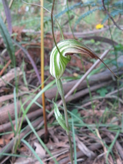 Pterostylis decurva