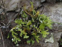Cladonia convoluta