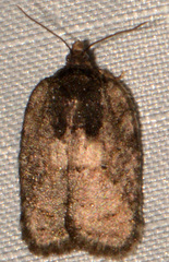 Acleris chalybeana