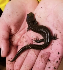 Ambystoma jeffersonianum