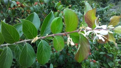 Lonicera maackii