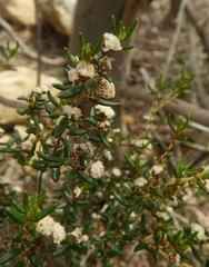 Spyridium eriocephalum