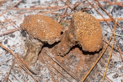 Pisolithus arenarius