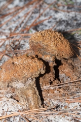 Pisolithus arenarius