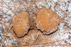 Pisolithus arenarius