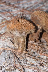 Pisolithus arenarius