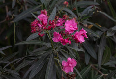 Nerium oleander
