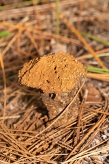 Pisolithus arenarius