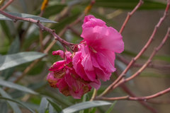 Nerium oleander