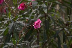 Nerium oleander