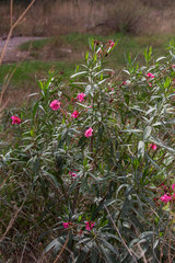 Nerium oleander