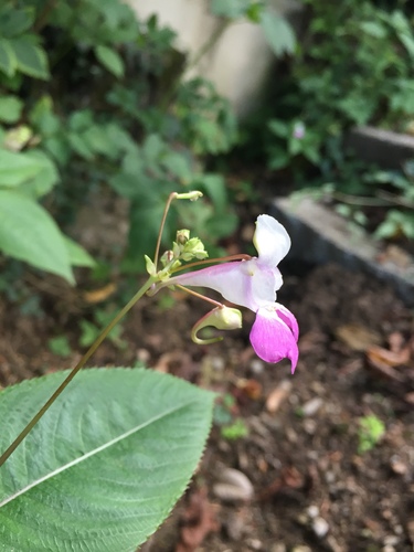 Balfourov nedirak (Impatiens balfourii)
