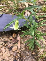 Billardiera mutabilis