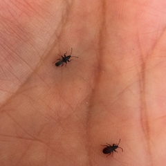 Oxycarenidae