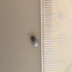Oxycarenidae