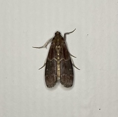 Euzophera ostricolorella