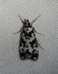 Eudonia aphrodes