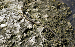 Basiliscus vittatus