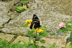 Papilio coroebus syndemis