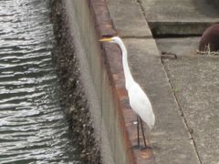 Ardea alba modesta