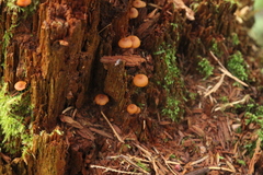 Galerina triscopa