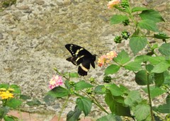 Papilio coroebus syndemis