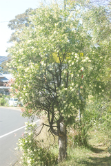 Melaleuca armillaris