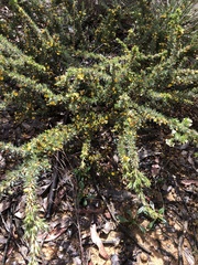 Pultenaea involucrata