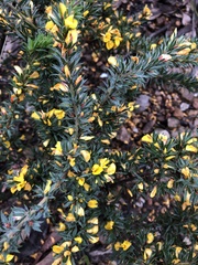 Pultenaea involucrata