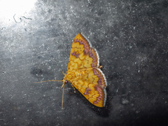 Isocentris filalis