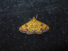 Isocentris filalis
