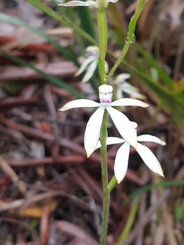 Image of Caladenia ustulata by no rights reserved