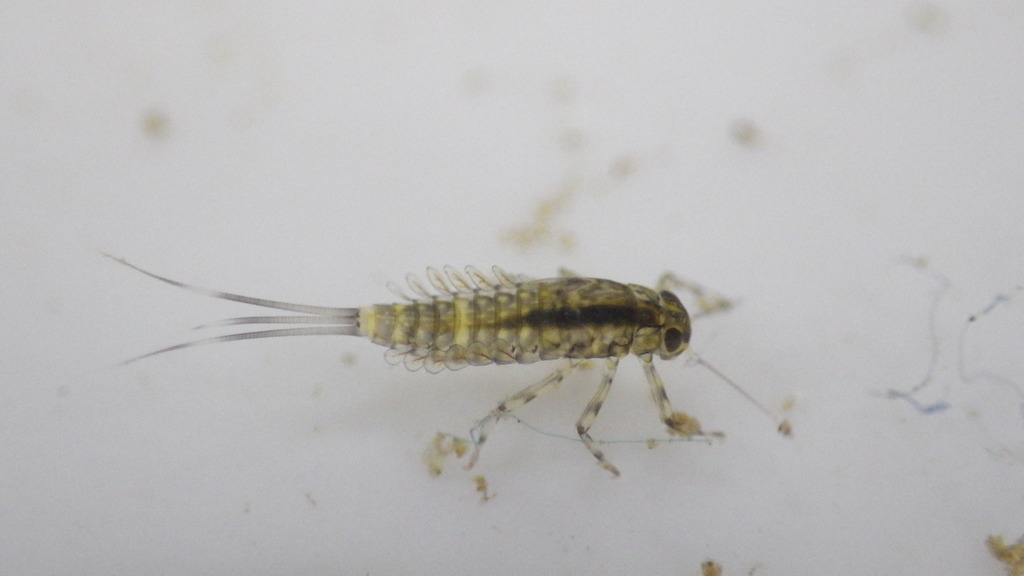Baetis flavistriga