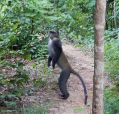 Cercopithecus mitis albogularis