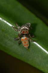 Maratus literatus