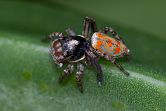 Maratus literatus