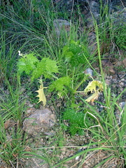 Cnidoscolus angustidens