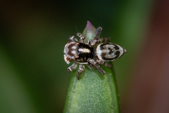 Maratus leo