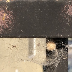 Latrodectus geometricus