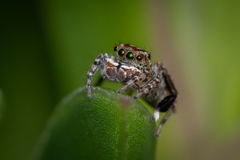 Maratus leo