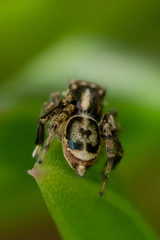 Maratus leo