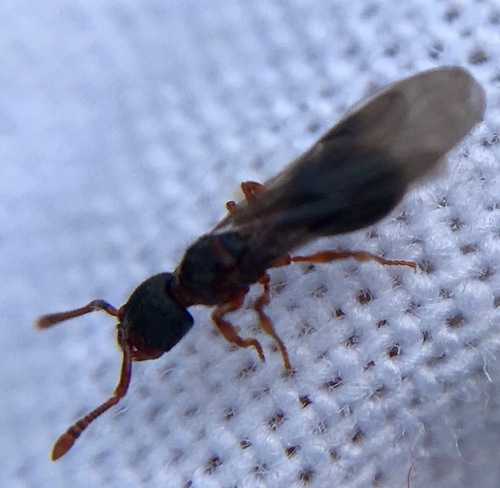 Photo of woodlouse ant (Myrmecina graminicola)