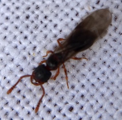 Myrmecina graminicola