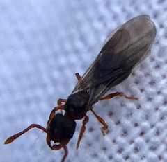 Myrmecina graminicola
