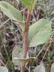 Styrax americanus image