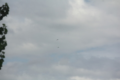 Corvus macrorhynchos