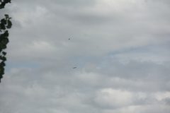 Corvus macrorhynchos