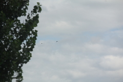 Corvus macrorhynchos